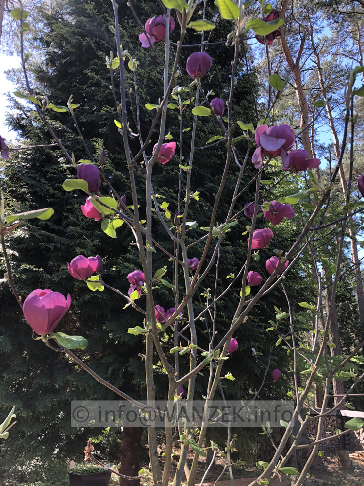 Magnolia Hybride Jurmagl (Black Tulip) 002.JPG